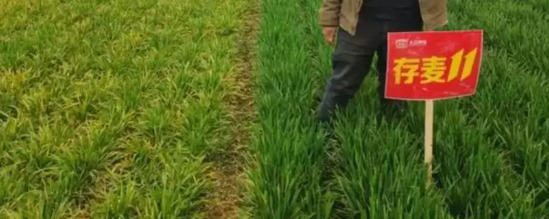 存麦11小麦种情况、全生育期(存麦11小麦种简介,全生育期229.5-233.9天)?-会东网