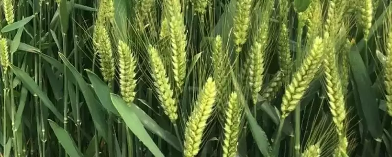 秋乐麦308小麦种子品种属性(秋乐麦308半冬性品种)?-会东网