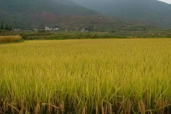 滨稻9号水稻品种播种量150克／盘(滨稻9号水稻品种播种量有何标准)？插图2
