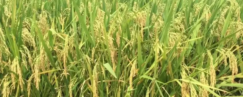 博优9089水稻种子需综合防治病虫害(博优9089水稻种子综合防治病虫害有何要点)?插图 博优9089水稻种子需综合防治病虫害(博优9089水稻种子综合防治病虫害有何要点)?插图