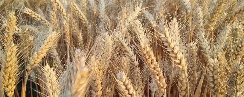 山农1695小麦种子基本苗情况(山农1695每亩基本苗18万左右)？-会东网