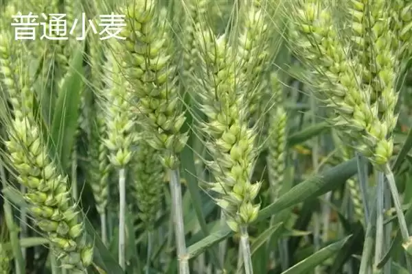 普通小麦比重介绍(一级小麦容重在790g/L以上)?插图6 普通小麦比重介绍(一级小麦容重在790g/L以上)?插图6