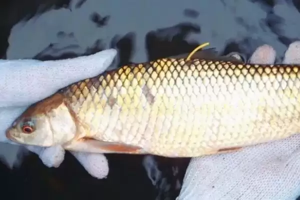 红眼睛红尾巴像草鱼的鱼类推测(红眼睛红尾巴像草鱼是什么鱼,赤眼鳟、麦鲮或乌头鱼都有可能)?插图2 红眼睛红尾巴像草鱼的鱼类推测(红眼睛红尾巴像草鱼是什么鱼,赤眼鳟、麦鲮或乌头鱼都有可能)?插图2