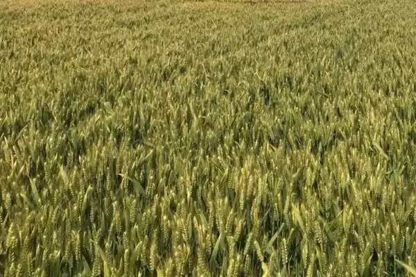 石麦32小麦种子生育期情况(石麦32全生育期235.1天)?插图2 石麦32小麦种子生育期情况(石麦32全生育期235.1天)?插图2