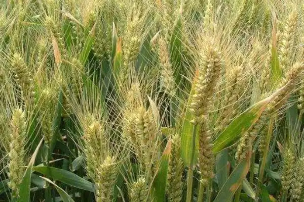 川糯麦1456小麦种子特点、生育期(川糯麦1456小麦种子特点,全生育期188.0天)?插图3 川糯麦1456小麦种子特点、生育期(川糯麦1456小麦种子特点,全生育期188.0天)?插图3