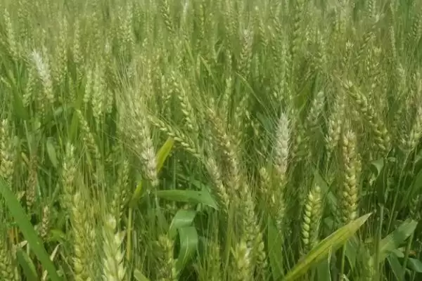 圣麦105小麦种子生育期情况(圣麦105全生育期230.2天)?插图1 圣麦105小麦种子生育期情况(圣麦105全生育期230.2天)?插图1