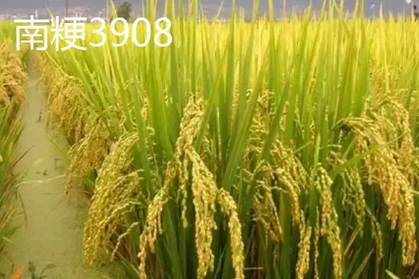 好吃的粳稻品种申优26符合国标一级优质米详情(好吃的粳稻品种申优26国标一级优质米详情)？插图2