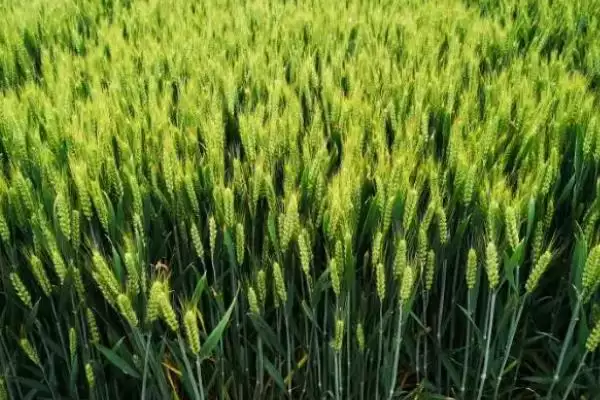 丰源春3号小麦种子特征特性、抗病能力(丰源春3号小麦种子特征特性，高抗白粉病)？插图3