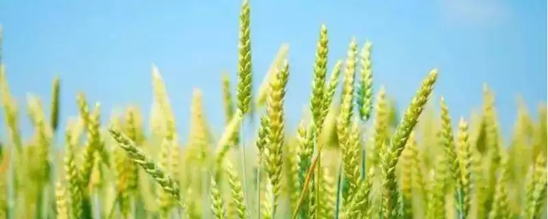 兰德麦856小麦种子特点、生育期(兰德麦856小麦种子特点,平均生育期245天)?-会东网