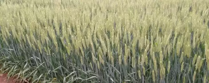 西农99小麦品种生育期情况(西农99全生育期为217天)?-会东网