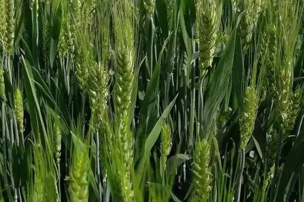 襄麦90小麦种简介与小穗着生密度(襄麦90小麦种简介及小穗密度)？插图3