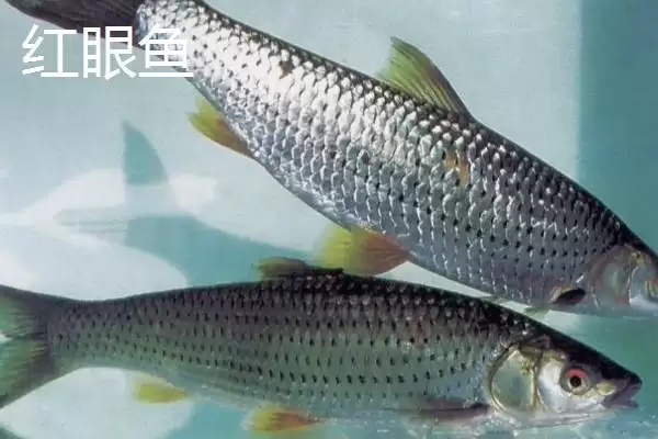 麦鲮鱼和红眼鱼区别介绍(麦鲮鱼圆鳞、吻钝、嘴阔与红眼鱼区别)?插图2 麦鲮鱼和红眼鱼区别介绍(麦鲮鱼圆鳞、吻钝、嘴阔与红眼鱼区别)?插图2
