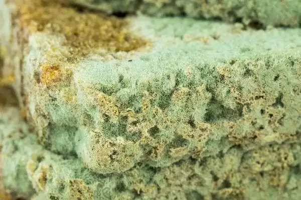 绿霉菌出现原因介绍(绿霉菌出现可能因培养料受潮等因素)?插图1 绿霉菌出现原因介绍(绿霉菌出现可能因培养料受潮等因素)?插图1