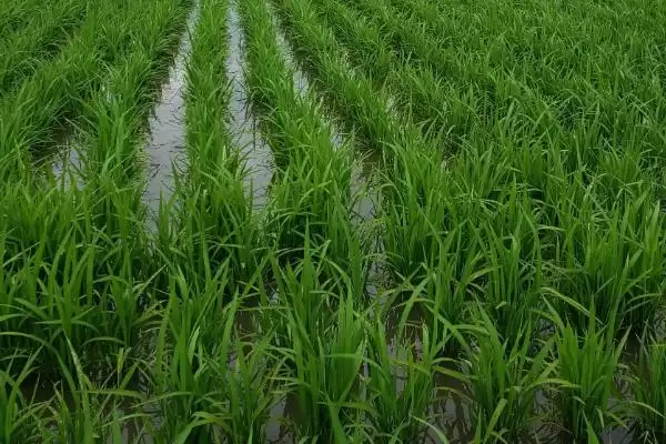 圣稻23水稻种子播期介绍(圣稻23 5月中上旬播种)？插图2