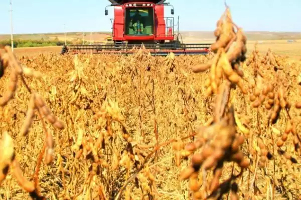 大豆收获时间的影响因素(大豆几月份收获,种植时间不同收获的时间也不同)?插图2 大豆收获时间的影响因素(大豆几月份收获,种植时间不同收获的时间也不同)?插图2
