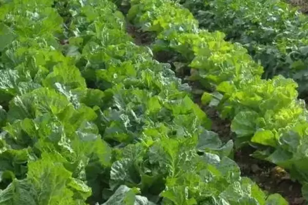 大白菜根腐病的防治用药(大白菜根腐病用什么药剂,可使用多菌灵、恶霉灵、咯菌腈等)?插图6 大白菜根腐病的防治用药(大白菜根腐病用什么药剂,可使用多菌灵、恶霉灵、咯菌腈等)?插图6