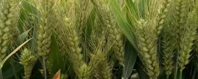南紫麦298小麦种子防虫要点(南紫麦298适时防治白粉病和赤霉病)？-会东网