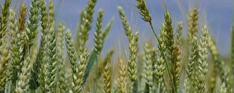通麦2号小麦种子种植要点(通麦2号选择中等以上肥力地块种植)？-会东网