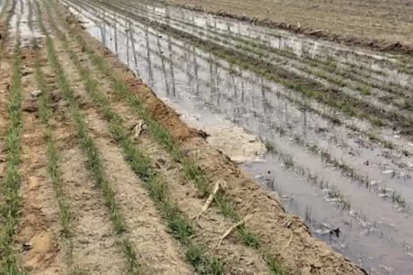 小麦穗尖发白原因及低温冻害等因素(小麦穗尖发白为啥及相关因素)？插图4