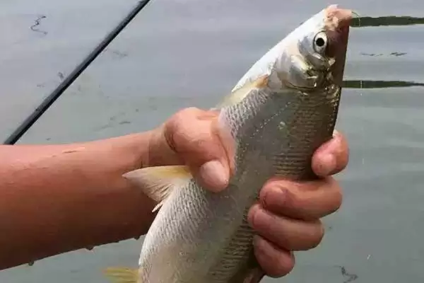 钓黄尾鱼的适宜天气相关情况(钓黄尾鱼的适宜天气,无风无雨时可外出垂钓)?插图1 钓黄尾鱼的适宜天气相关情况(钓黄尾鱼的适宜天气,无风无雨时可外出垂钓)?插图1