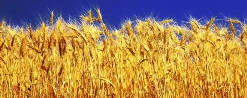 小麦田杂草防治方法及农业化学措施(小麦田杂草咋防治及防治措施)？-会东网