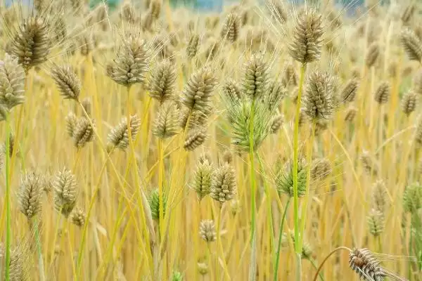 邯农3698小麦种子特征特性、播种要求(邯农3698小麦种子特征特性,足墒播种)?插图2 邯农3698小麦种子特征特性、播种要求(邯农3698小麦种子特征特性,足墒播种)?插图2