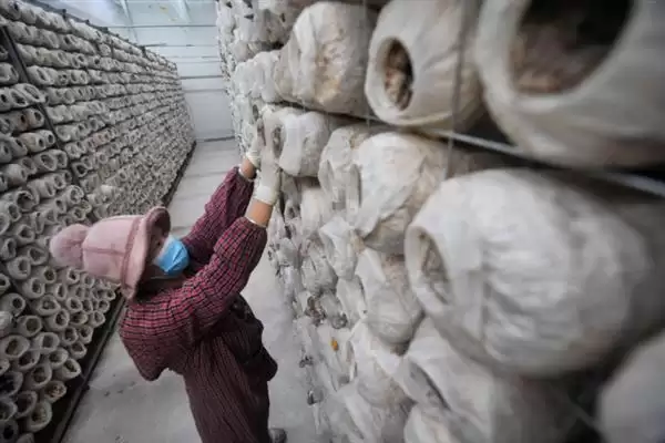 识别食用菌杂菌方法介绍(从颜色、气味等区分食用菌杂菌)?插图5 识别食用菌杂菌方法介绍(从颜色、气味等区分食用菌杂菌)?插图5