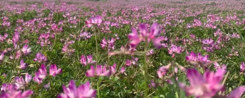 紫云英作用及维持氮循环饲喂家畜情况(紫云英的作用如何及相关情况)?-会东网