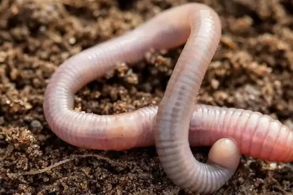 用什么钓甲鱼合适及常用饵料介绍(用什么钓甲鱼合适及常用饵料介绍)?插图3 用什么钓甲鱼合适及常用饵料介绍(用什么钓甲鱼合适及常用饵料介绍)?插图3