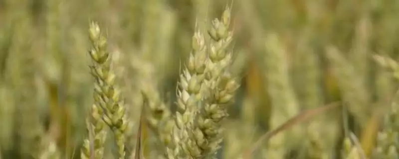 农大211小麦品种抗病特性(农大211中至高抗条锈和叶锈病)？-会东网