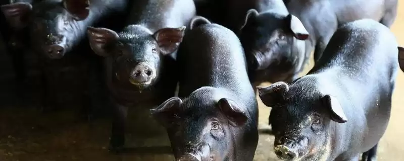 中国本土猪颜色及黑色短毛猪特性(中国本土猪是什么颜色及猪的特性)？-会东网