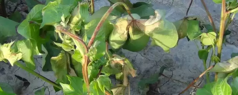 棉花药害补救方法介绍(棉花药害可喷清水稀释农药补救)?-会东网
