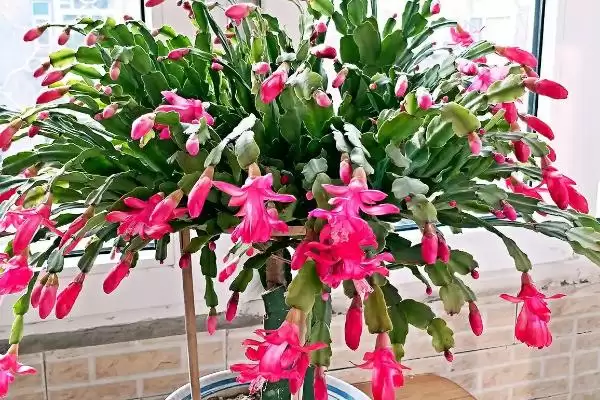 蟹爪兰介绍及仙人掌科肉质植物特性(蟹爪兰啥情况及仙人掌科特性)?插图3 蟹爪兰介绍及仙人掌科肉质植物特性(蟹爪兰啥情况及仙人掌科特性)?插图3