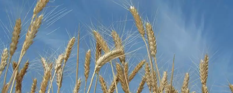 华麦6号小麦品种情况、适宜基本苗数(华麦6号小麦品种简介，每亩适宜基本苗14万～15万)？-会东网