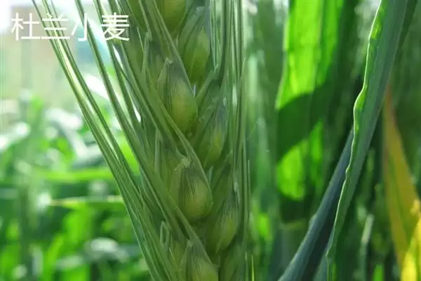 普通小麦比重介绍(一级小麦容重在790g/L以上)?插图5 普通小麦比重介绍(一级小麦容重在790g/L以上)?插图5