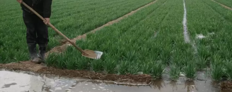 小麦浇水频率及3-4个月浇1次水情况(小麦多久浇次水及浇水频率)？-会东网