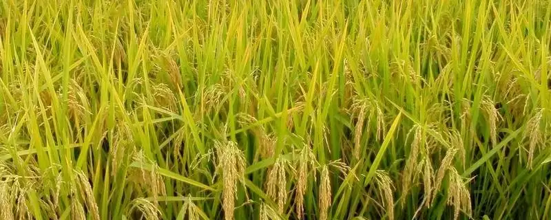 徽两优航1573水稻种子秧田播种量要点(徽两优航1573水稻种子秧田播种量要点)？-会东网