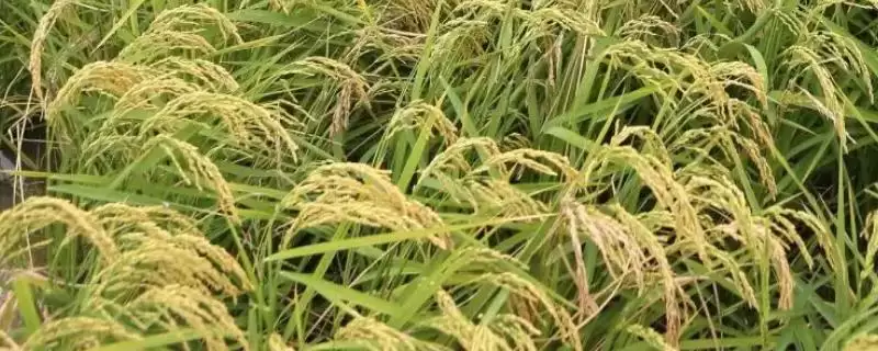春优584水稻种子全生育期为143.4天(春优584水稻种子全生育期143.4天有何特点)？-会东网