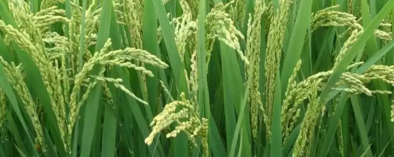 冈优916水稻种子每亩1.2万穴左右(冈优916水稻种子每亩1.2万穴左右有何标准)？-会东网