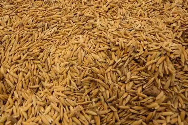 五谷介绍(五谷指稻、黍、稷、麦和菽)?插图8 五谷介绍(五谷指稻、黍、稷、麦和菽)?插图8