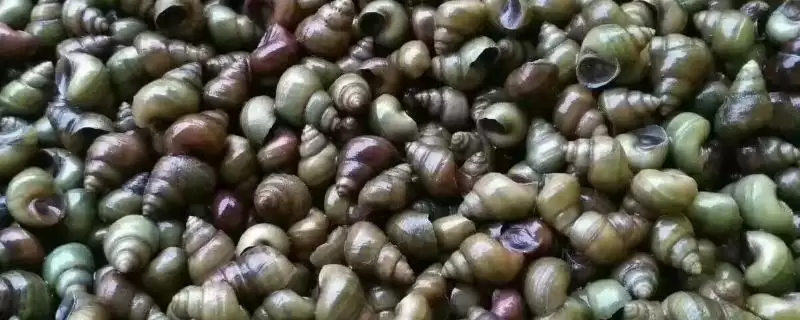 淡水螺的产地相关情况(淡水螺的产地,广东、福建等地养殖较多)?-会东网