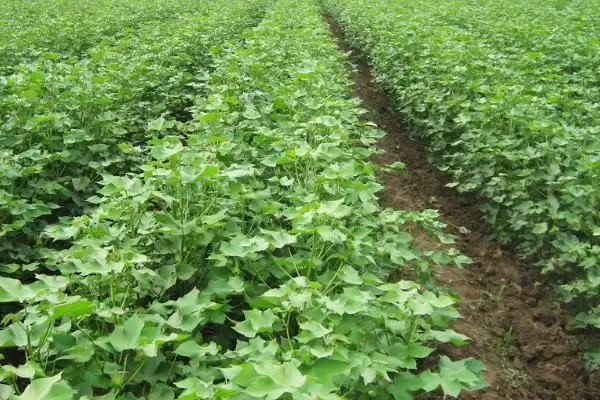 棉花苗期病害防治方法及包衣要点(怎么防治棉花苗期病害及包衣要点)?插图2 棉花苗期病害防治方法及包衣要点(怎么防治棉花苗期病害及包衣要点)?插图2