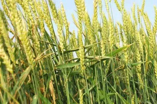 统帅2号小麦品种抗病特性(统帅2号中抗白粉病)?插图3 统帅2号小麦品种抗病特性(统帅2号中抗白粉病)?插图3