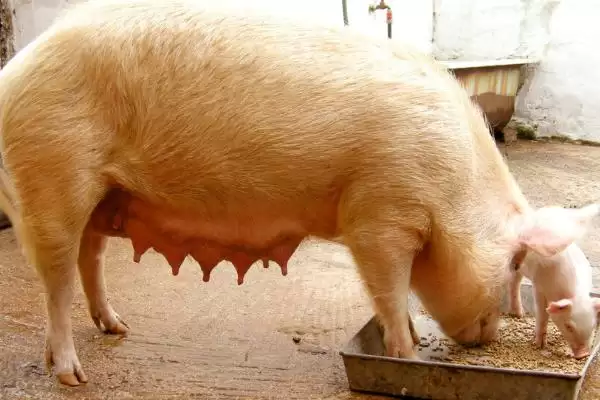 养猪喂食促进生长方法及饲料搭配(养猪喂什么食长得快及饲料搭配)?插图2 养猪喂食促进生长方法及饲料搭配(养猪喂什么食长得快及饲料搭配)?插图2
