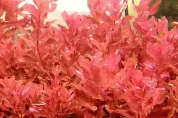 红蝴蝶水草养殖难度相关情况(红蝴蝶水草好不好养,栽培有一定难度)?插图1 红蝴蝶水草养殖难度相关情况(红蝴蝶水草好不好养,栽培有一定难度)?插图1