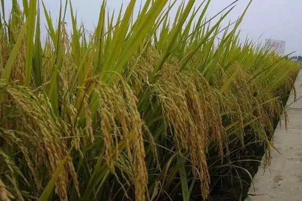 徽两优华占水稻种子大田用种量要点(徽两优华占水稻种子大田用种量要点)？插图2