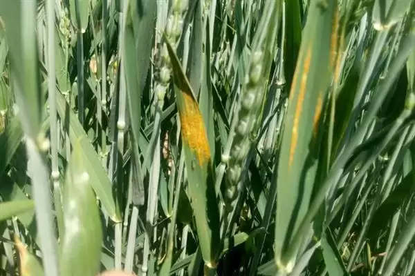 小麦叶枯病发病规律及4-5月发病情况(小麦叶枯病发病规律及发病时间)?插图5 小麦叶枯病发病规律及4-5月发病情况(小麦叶枯病发病规律及发病时间)?插图5