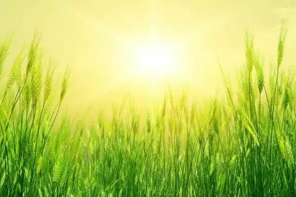 烟农919小麦种子特点与适宜播期范围(烟农919小麦种子特点及适宜播期)？插图1