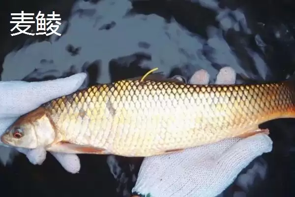 鲮鱼类别属性介绍(鲮鱼是常见淡水鱼类)?插图4 鲮鱼类别属性介绍(鲮鱼是常见淡水鱼类)?插图4
