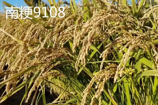 好吃的粳稻品种申优26符合国标一级优质米详情(好吃的粳稻品种申优26国标一级优质米详情)？插图4